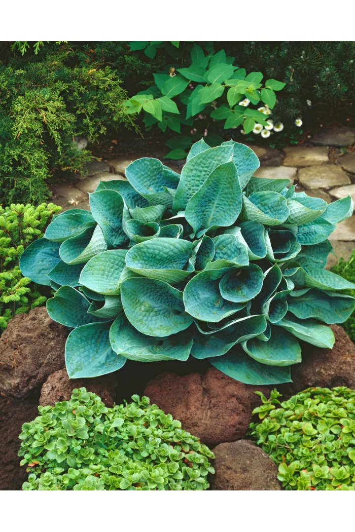 Funkia 'Big Daddy' Hosta
