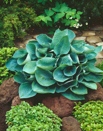 Funkia 'Big Daddy' Hosta