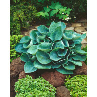 Funkia 'Big Daddy' Hosta