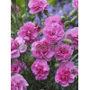 Goździk pierzasty 'Dixie Deep Rose' Dianthus plumarius