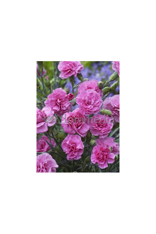 Goździk pierzasty 'Dixie Deep Rose' Dianthus plumarius