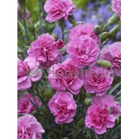 Goździk pierzasty 'Dixie Deep Rose' Dianthus plumarius