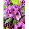 Rododendron 'Rasputin' Rhododendron