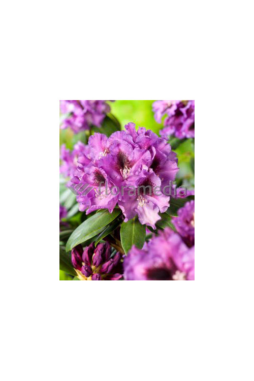 Rododendron 'Rasputin' Rhododendron