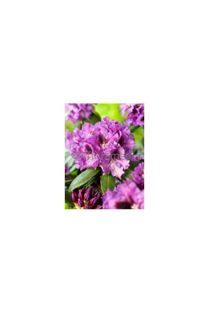 Rododendron 'Rasputin' Rhododendron