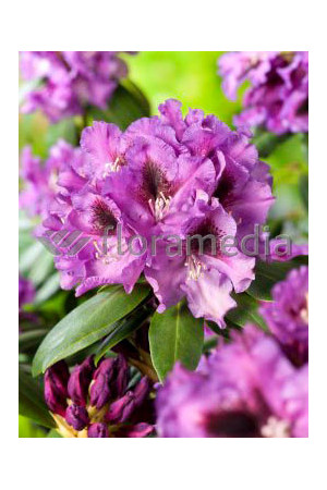 Rododendron 'Rasputin' Rhododendron