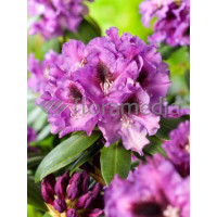 Rododendron 'Rasputin' Rhododendron