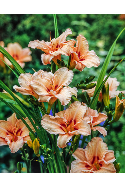 Liliowiec 'Lynn Hall' | Hemerocallis