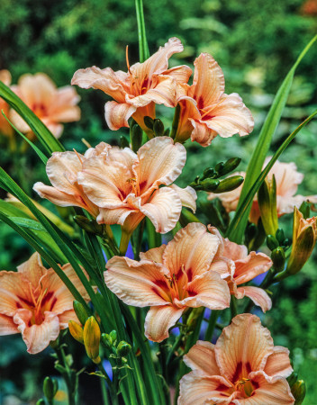 Liliowiec 'Lynn Hall' | Hemerocallis
