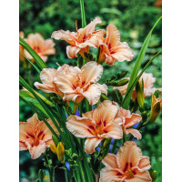 Liliowiec 'Lynn Hall' | Hemerocallis