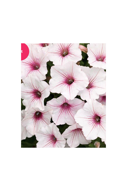 Supertunia Vista 'Silverberry'