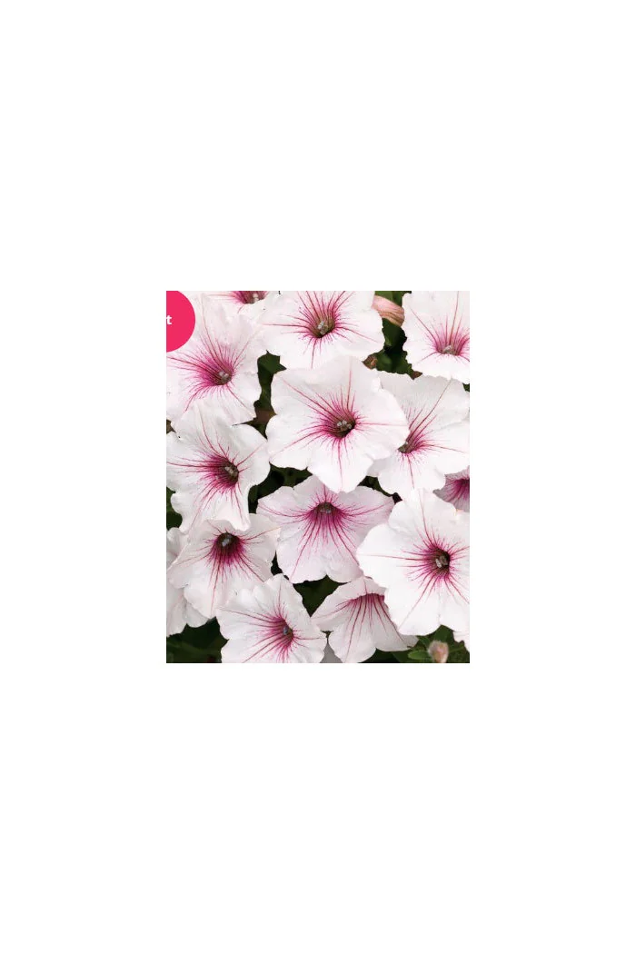 Supertunia Vista 'Silverberry'