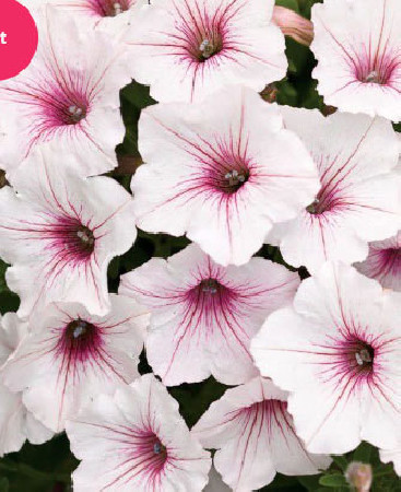 Supertunia Vista 'Silverberry'