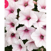 Supertunia Vista 'Silverberry'