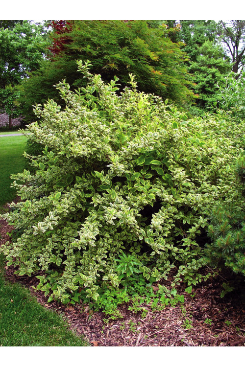Krzewuszka cudowna 'Nana Variegata' Weigela florida