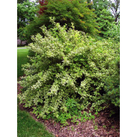 Krzewuszka cudowna 'Nana Variegata' Weigela florida