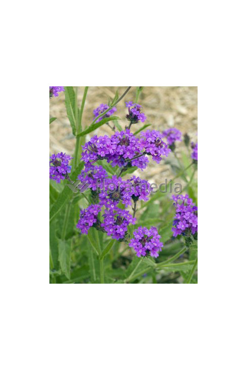 Werbena żyłkowana 'Santos' | Verbena rigida