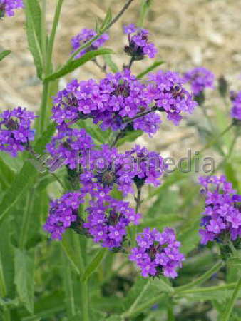 Werbena żyłkowana 'Santos' | Verbena rigida