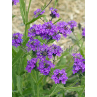 Werbena żyłkowana 'Santos' | Verbena rigida