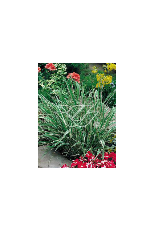 mozga, mozga trzcinowata, Phalaris