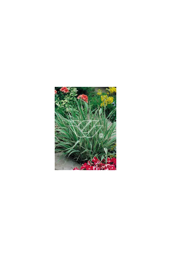 mozga, mozga trzcinowata, Phalaris