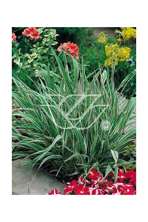 mozga, mozga trzcinowata, Phalaris