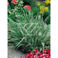 mozga, mozga trzcinowata, Phalaris