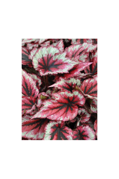 Begonia 'Inca Blue' div class'lat' Begonia /div