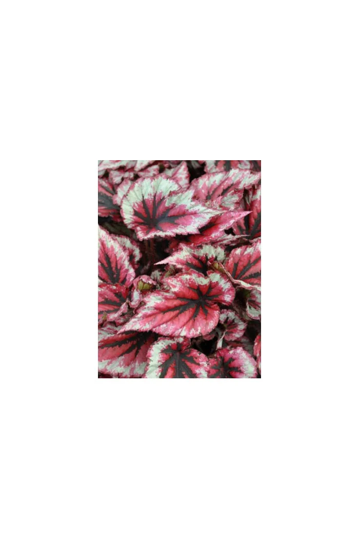 Begonia 'Inca Blue' div class'lat' Begonia /div