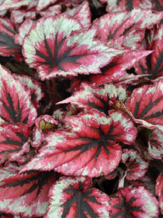 Begonia 'Inca Blue' div class'lat' Begonia /div