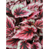 Begonia 'Inca Blue' div class'lat' Begonia /div