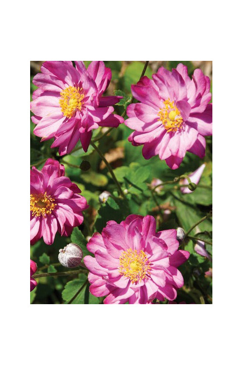 Zawilec japoński 'Pretty Lady Julia' Anemone japonica