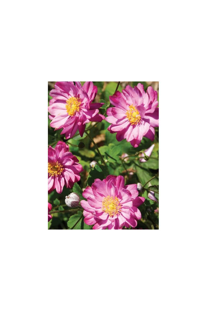 Zawilec japoński 'Pretty Lady Julia' Anemone japonica