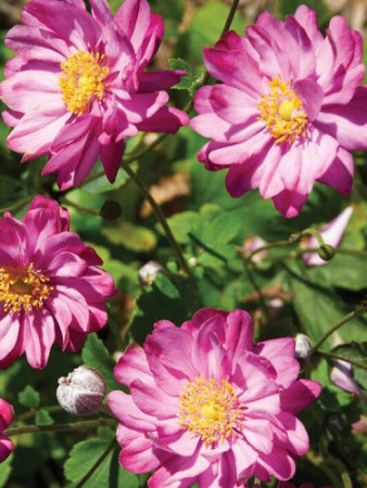 Zawilec japoński 'Pretty Lady Julia' Anemone japonica