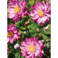 Zawilec japoński 'Pretty Lady Julia' Anemone japonica