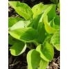 Funkia 'Glad Tidings' Hosta