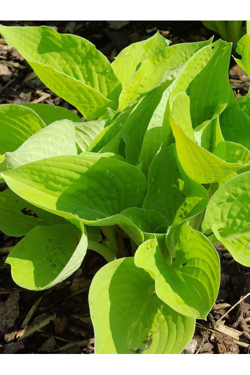Funkia 'Glad Tidings' Hosta