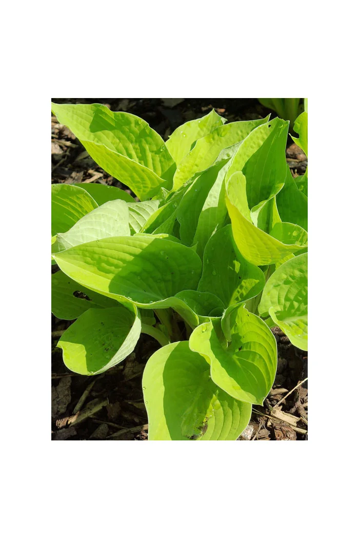 Funkia 'Glad Tidings' Hosta