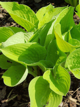 Funkia 'Glad Tidings' Hosta