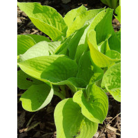 Funkia 'Glad Tidings' Hosta