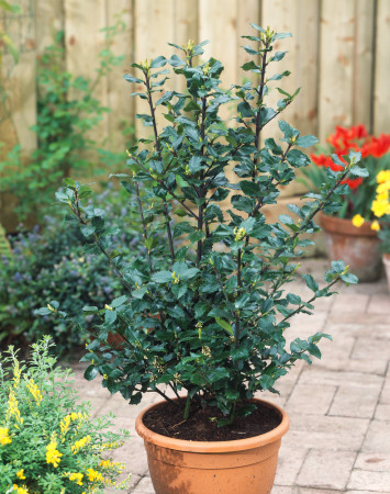 Ostrokrzew Meservy 'Blue Boy' (męski) Ilex x meserveae