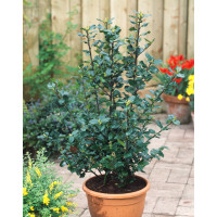 Ostrokrzew Meservy 'Blue Boy' (męski) Ilex x meserveae