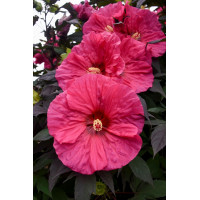 Hibiskus 'Evening Rose' Hibiscus