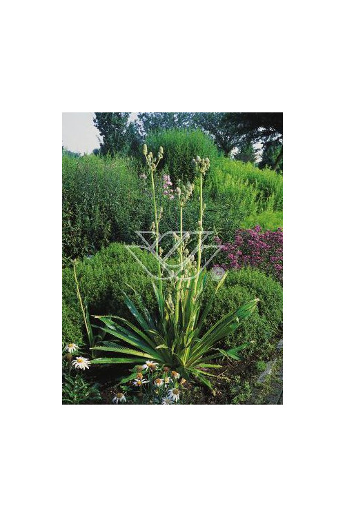 Mikołajek agawolistny Eryngium agavifolium