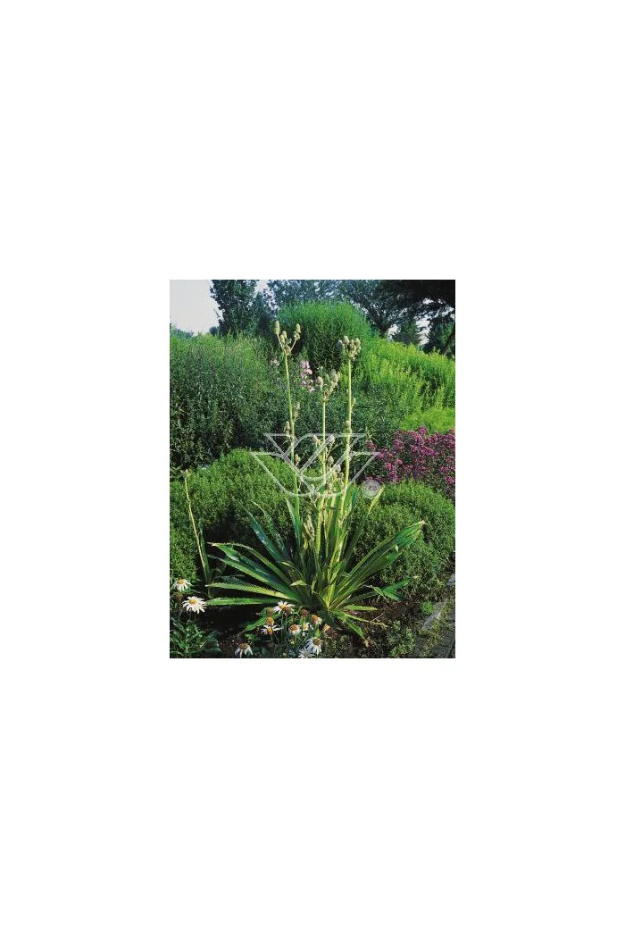 Mikołajek agawolistny Eryngium agavifolium