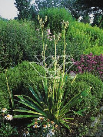 Mikołajek agawolistny Eryngium agavifolium