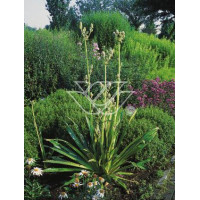 Mikołajek agawolistny Eryngium agavifolium