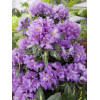 Różanecznik 'Goldfimmer' Rhododendron