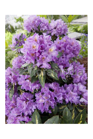 Różanecznik 'Goldfimmer' Rhododendron