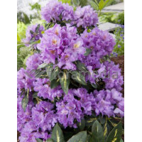 Różanecznik 'Goldfimmer' Rhododendron